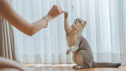 Woman using cat toy playing with her Scottish fold cat