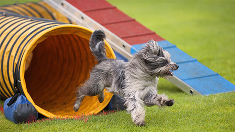 Cute small dog running on agility competition.