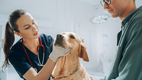 Female Vet Examines the Animal on the Examination Table.