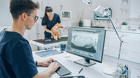 Examines a Dog's X-Ray Scans for a Potential Bone Fracture