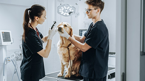 Veterinaries checking the eyes of the dog