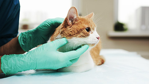 a veteraniarian handling an animal