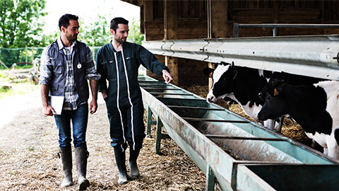 A coupe of veterinarian professionals walking around to observe domesticated animals