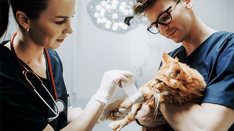 A couple of veterinarian handling a cat