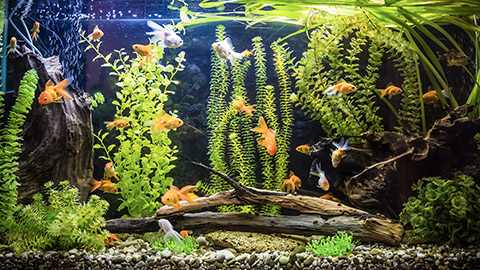 A green beautiful planted tropical freshwater aquarium with fishes