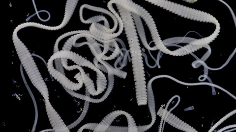 tapeworm eggs or larvae in laboratory