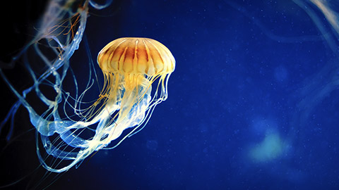 Orange jellyfish or Chrysaora fuscescens or Pacific sea nettle on deep blue