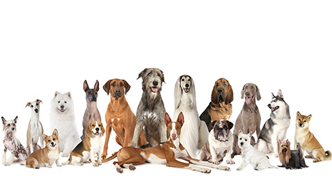 Group of various kind of purebred dogs sitting and lying next to each other looking up isolated on a white background