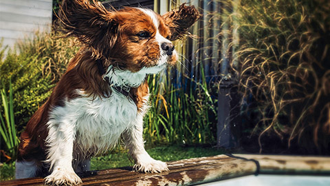 Cavalier King Charles captured in a beautiful shot