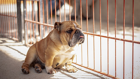 A cute dog in a cage