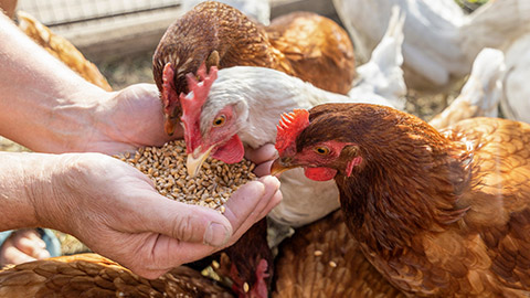 The farmer hand-feeds his hens with grain