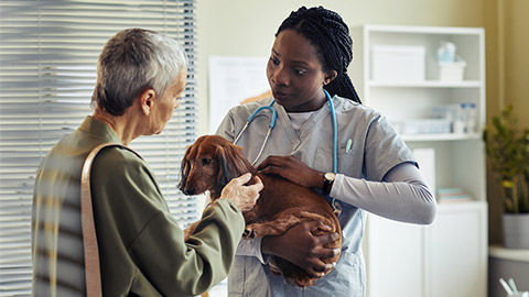 Portrait of black young woman as veterinarian examining dog dachshund and speaking to client in vet clinic