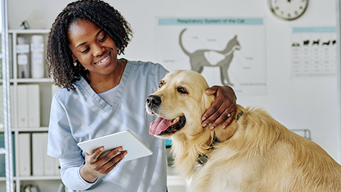 Young vet taking good care of a dog while using tablet pc at her work