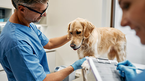 Veterinarians doctors in blue uniforms conduct a routine examination of a dog checking his paw on a table in a modern office of a veterinary clinic