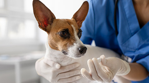 veterinarian in blue prepares medication for a cooperative dog