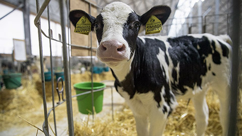 Young calves under the age of one year