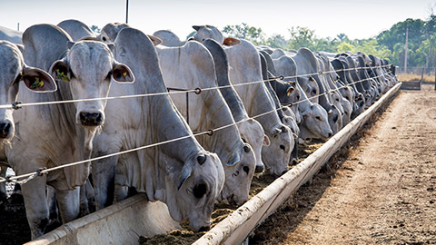 Brahman cattle feeding in pallet inside the feedlot range