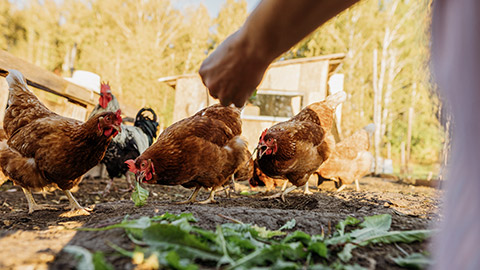 A woman's hand feeds green leaves to a group of red hens on a private farm