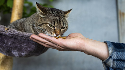 Crop anonymous kind female volunteer feeding from hand cute abandoned cat with dry cat food on roof