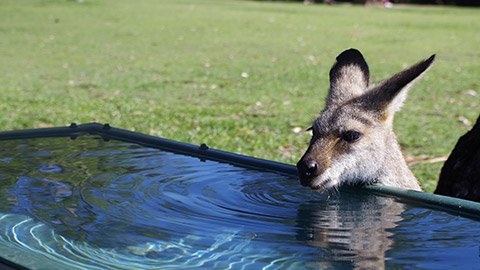 Drinking water at the Sanctuary