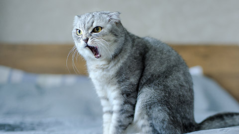 Meowing cat sitting on bed at home