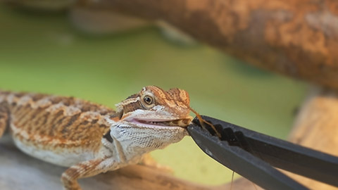 Baby of bearded agama dragon is sitting on log and eating insects at home