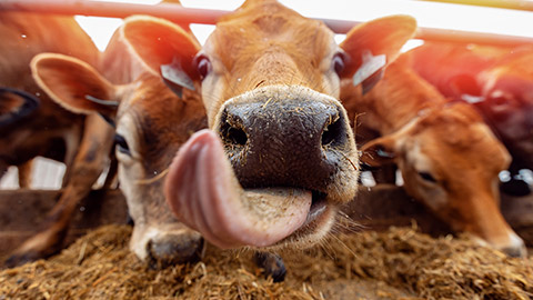 Portrait smile Jersey cow shows tongue sunset light. Modern farming dairy and meat production livestock industry.