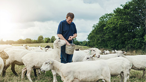 Man, farmer and bucket for feeding sheep