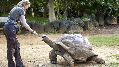 young beautiful tourist woman feeds a turtle