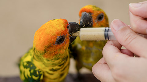 Women feeding birds through a syringe