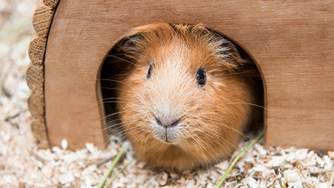 Portrait of red guinea pig in a wooden house.