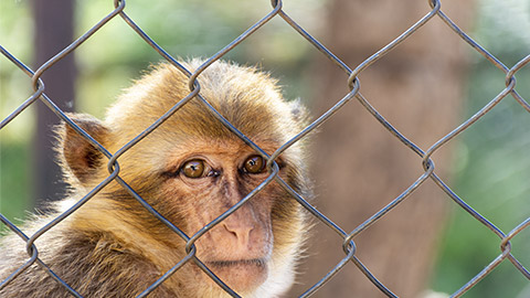 Close up macaque monkey