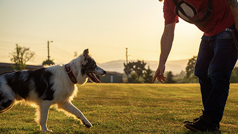 young man teaching his border collie dog