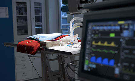 After the end of the operation in surgery, a cat lies on the table connected to a gas anesthesia machine. In dark surgery, under the light of a lamp, a cat lies on the table under a red blanket.