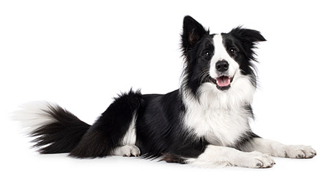 Beautiful black and white Border Collie, laying down side ways, mouth slightly open, looking towards camera, isolated on a white background