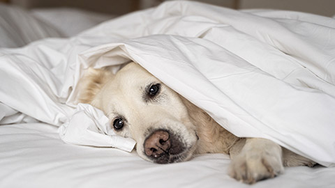 Сlose-up ill dog lying under white blanket in bed of pet owner