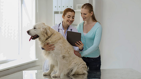 happy woman with golden retriever dog and veterinarian doctor holding tablet pc computer at vet clinic