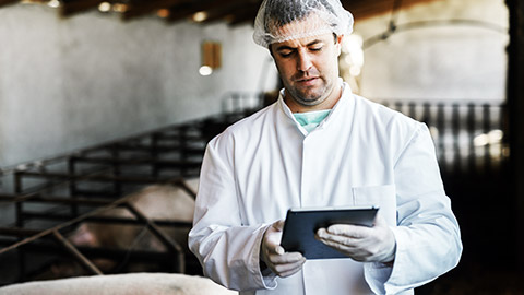 Veterinarian looking at the record of the pig