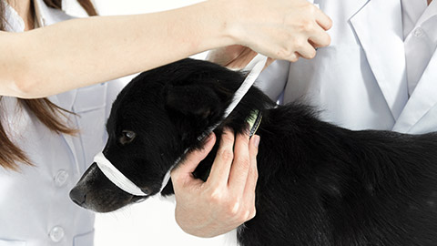 Veterinary restraining the dog