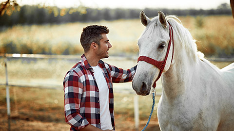 Man tending white horse