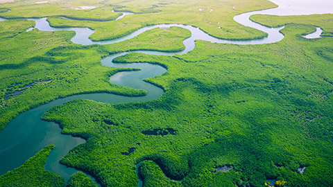 Overview of the rainforest