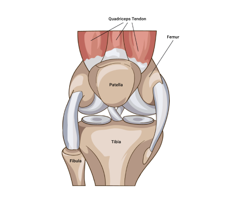 A diagram depicting Sesamoid bones