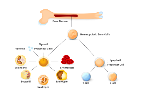 A diagram depicting Blood cell production