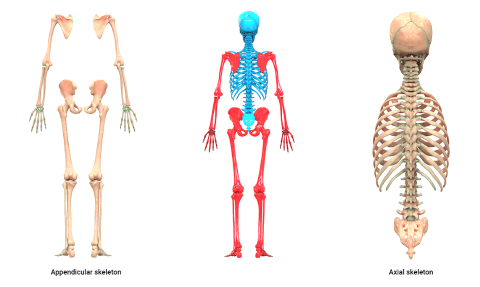 A diagram depicting Divisions of the skeleton