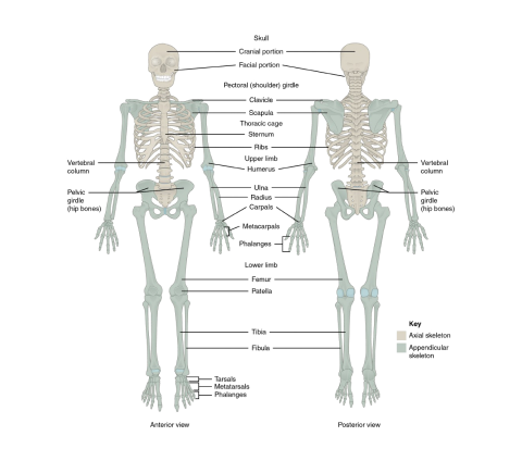 A diagram depicting parts of the skeletal system