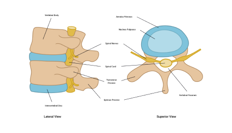 A diagram depicting Intervertebral joints