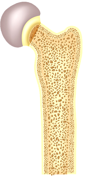 Normal bone