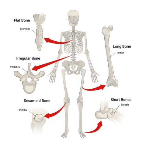 A diagram depicting the skeletal system