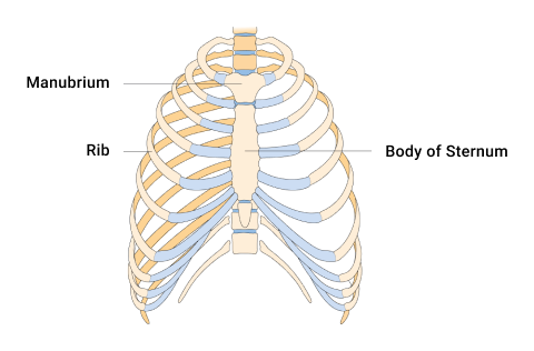 A diagram depicting the parts of a rib cage