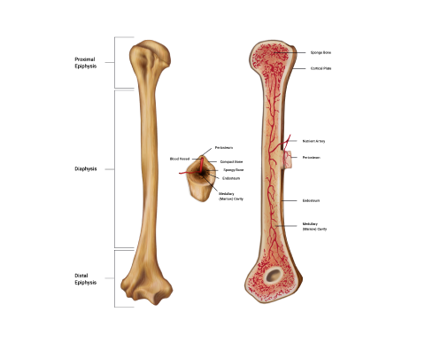 A diagram depicting Regions of a long bone explained